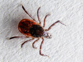 How to Protect Yourself from Ticks in Canada This Summer: Prevention Tips Everyone Should Know